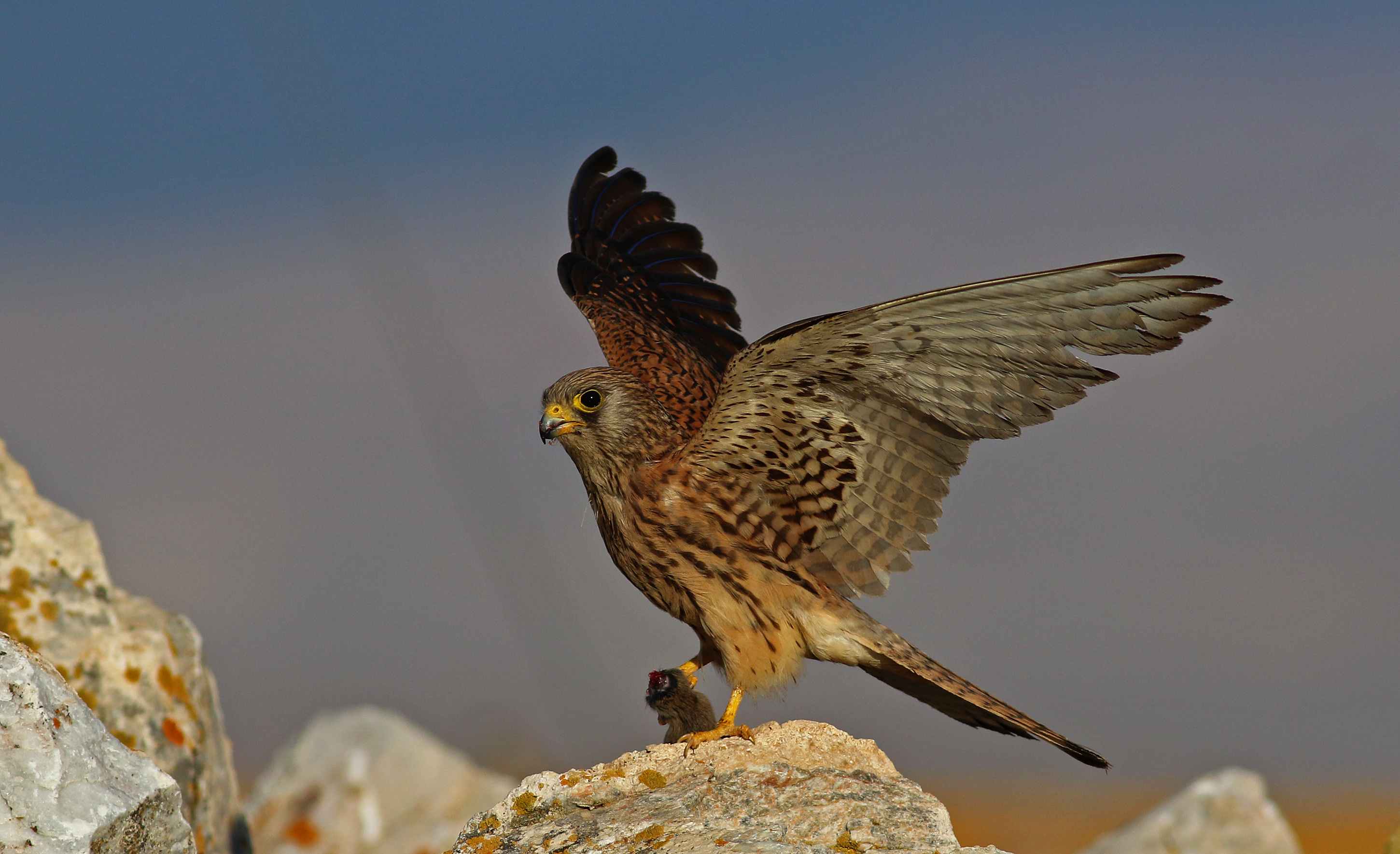 Lesser Kestrel